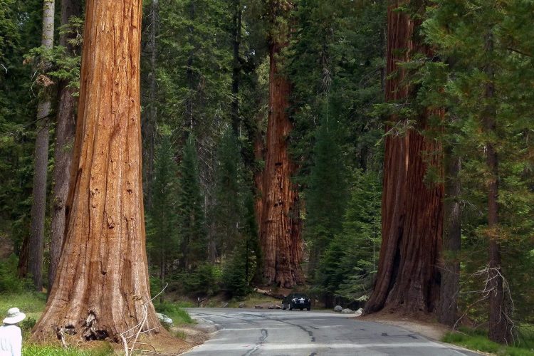 sequoia-trees-53183_1280